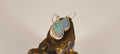 Boucles d’oreilles — vue 1 — Tirou Bijou