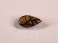 Opale boulder d’Australie — goutte — 3,2 ct