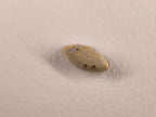 Opale boulder d’Australie — marquise — 3,6 ct